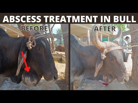 Abscess in cattle bull | Submandibular Abscess in bull #kankrej
