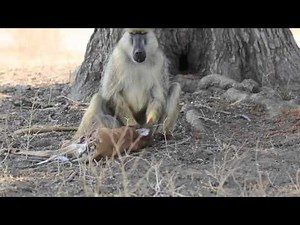 This is Nature: Baboon eating baby impala