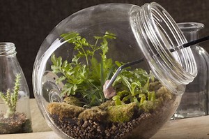 How To Plant A Terrarium - A Video Guide