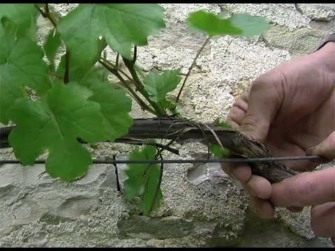 Green pruning a trellis vine