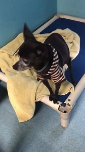 11K views · 317 reactions | ❤️RESCUED YAY! GREAT THANKSGIVING❤️ #A5237791 12yr old stray No one has came for this little 4 pound old skinny lady yet. Available 11-21 poor girl For info please call 626-962-3577 and push 5,2,2 and have ID number ready. Baldwin Park Animal Care Center 4275 N. Elton Street Baldwin Park, California 91706 Mon thru Thurs: 12-7 pm Fri thru Sun: 10-5pm animalcare.lacounty.gov | Saving Baldwin Park Shelter Dogs | Facebook