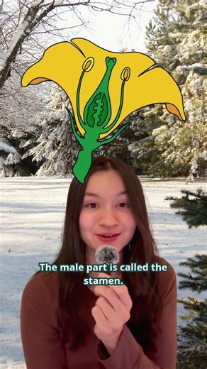 Plant anatomy - parts of a flower