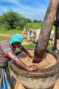 Traditional cold pressed groundnut oil making | 100% pure மாட்டுச்செக்கு கடலை எண்ணெய். #thenkadalmeenavan #coldpressedoil #making | Thenkadal meenavan