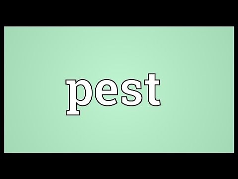 Pest Meaning