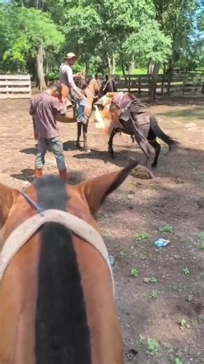 No se hay que retroseder ni para tomar impulso💪 #caballo #CapCut #prank #campo #argentino