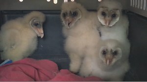 23K views · 1.2K reactions | Ever wonder what baby Barn Owls sound like? It's kind of ghostly! | Wildlife Center of Virginia | Facebook