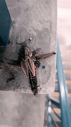 dead giant alien bug #nature