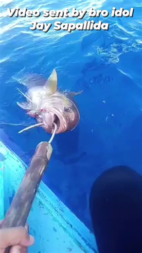 Big Amberjack caught by bro idol Jay Sapallida using Agimat LS 300g. Thank you bro idol for sending this video. Congrats and more power. #richardmolinafishing #agimatjig #jigging @topfans | Richard Molina Fishing