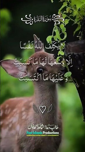 Surah Al-Baqarah سورة البقرة #tilawat #alquran #viralvideo #islamicproductions #quran