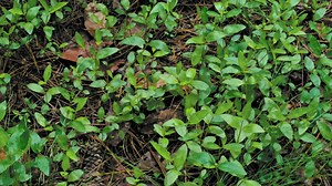 Small green plants cover the forest ground - Free Stock Video