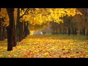 fall background video - YouTube