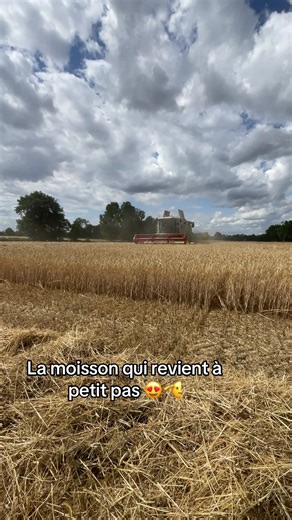 #moisson#claas#tritical#moissoneuse #pourtoii #fyp Les moissons 😍💨