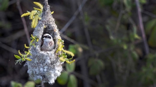 Capturing migratory water birds in spring