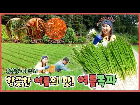 August 5th Scallions