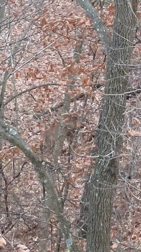 1.5K views | Duckman Taxidermy on Reels | Facebook