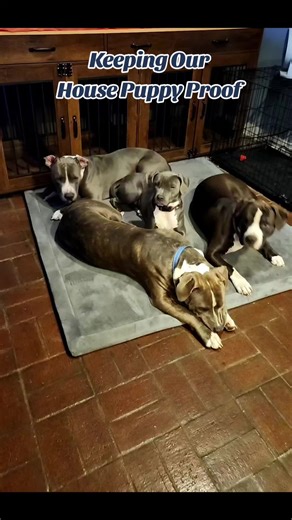 Enhance Your Home Decor with a Puppy-Friendly Rug