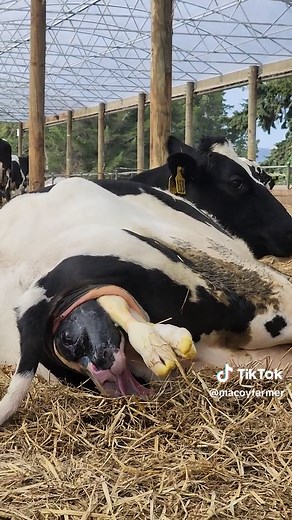 MASSIVE CALF, COW GIVING BIRTH FOR THE FIRST TIME AT THE BARN, CALVING SEASON IN NEW ZEALAND 🇳🇿 #farmlife #newzealand #viral #tiktok