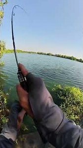 Mê UL vubgx vì mấy bé này . Chúc các bạn cuối tuần vui vẽ 🥰🎣#chill #fishing #cauca #fish #relaxing