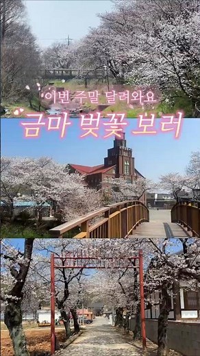 익산 숨은 벚꽃 명소 금마 벚꽃여행코스 - 아석정, 금마성결교회, 선화공원, 익산향교, 익산중고등학교,서동공원