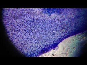 Foldscope: A Paper Microscope Demo