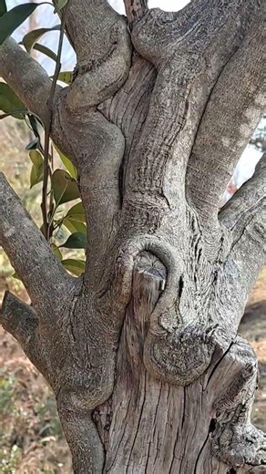 Tree trunk with long vertical crack ,rough and twisted tree bark,lumpy bark,old tree bark