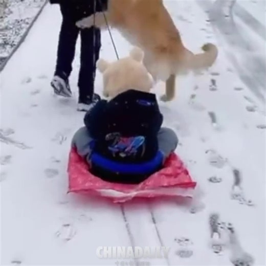 #OneMoment This helpful dog happily pulls a young child on a sled through the snow. | China Daily
