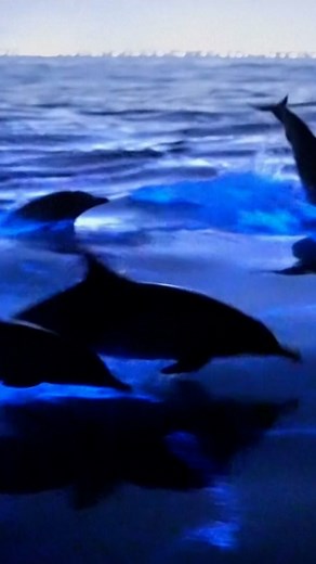 13K views · 124 reactions | Bioluminescent plankton are creating a light show along parts of California’s shores. The blue glow is activated when disturbed, creating stunning views of dolphins jumping through the electric-blue waters. | DW News | Facebook
