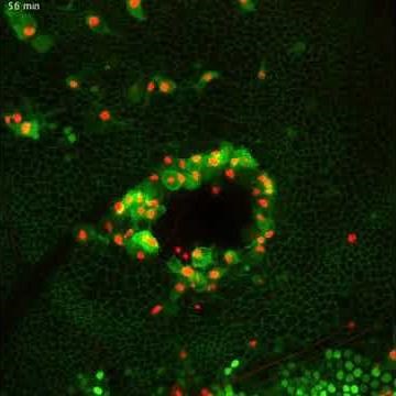 Repair and regeneration: how cells repair and replace themselves – Video 2