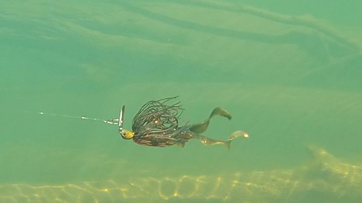 COME UNDERWATER TO SEE HOW CHATTERBAIT TRAILERS REALLY MOVE! https://bit.ly/4l5c3Kh