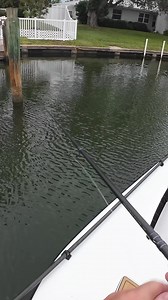 4.8K views · 47 reactions | When fishing for Sheepshead near docks, you need a rod that has the back bone and strength to pull the fish away quickly to keep them hooked up. With a 7' Medium Fenwick HMG Inshore, Justin Menendez pulls some quality Sheepshead out from the pilings. #FeelEverything #FenwickRods #FenwickFishing | Fenwick Fishing | Facebook