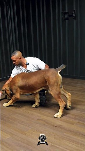 Boerboel Training Made Simple and Effective #boerboel #protectiondogs #dogtraining