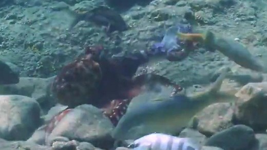 Octopuses filmed punching fish in the Red Sea