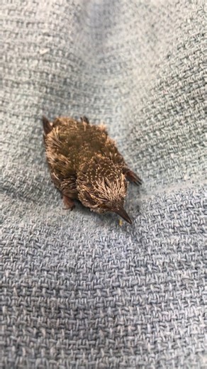 2.7K views · 92 reactions | Have you ever seen an Anna’s Hummingbird...