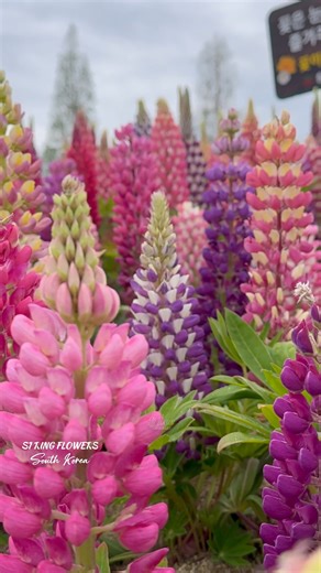 The beauty of spring flowers in South Korea. | Jj Lee