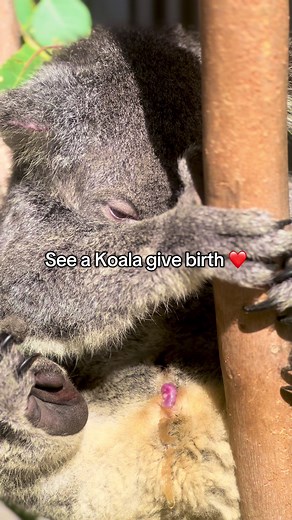 Incredibly Rare Koala Birth at Sydney Zoo