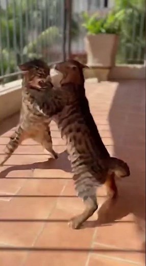 Angry Cat Fight & Screaming Sounds | Real Territorial Battle Caught!