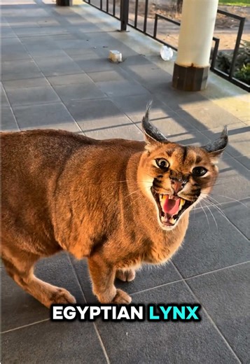 Spookypet facts على TikTok