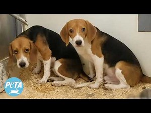 Concrete Walls Muffle the Cries of 100 Beagles at This Lab—See What PETA’s Investigator Found Inside