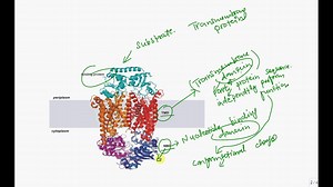 Microbiology,    LEC # 3,    Bacterial Cytoplasmic Membrane