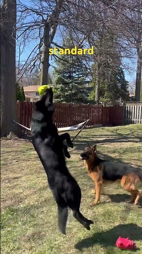 Czech working line shepherd VS German shepherd in fetch 😂 #germanshepherd