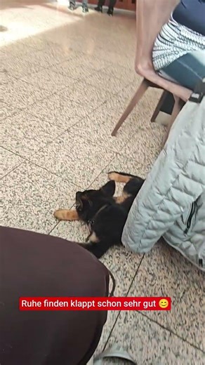 Nox macht Mittagspause.