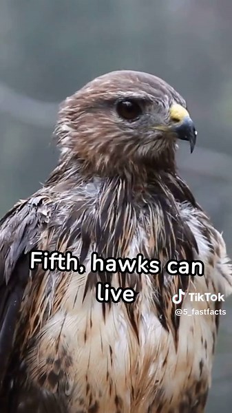 5 Fascinating Facts About Hawks You Should Know