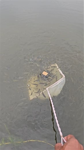 Catch fish using a net