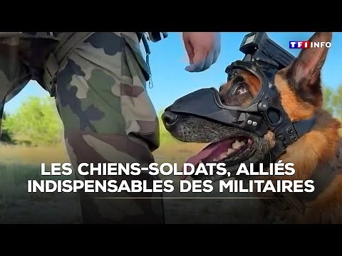 Les chiens-soldats, des alliés indispensables pour les militaires français｜TF1 INFO
