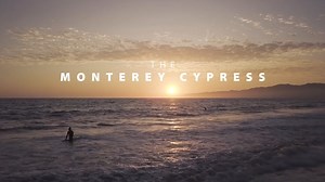 3.3K views · 13 reactions | This Love a Tree Day, check out some of our most loved trees on Tree Stories!  From the Monterey cypress in La Jolla, California that inspired Dr. Seuss' Truffula trees in The Lorax to a sycamore tree on the University of Florida campus that went to the moon, Tree Stories is an adventure for all lovers of trees!  Watch Tree Stories: https://bit.ly/39a6KZW | Rain Bird | Facebook