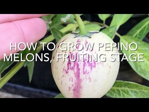 How To Grow Pepino Melon Fruiting Stage, Growing Pepino Fruit
