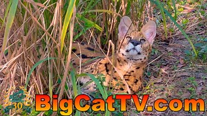 ***W@W!*** ABSOLUTELY AMAZING!!!!! Various shots of Closeup footage of Des Serval as well as so SUPER INTERESTING information about his personality and unique behaviors! Des came to Big Cat Rescue about 13 years ago and his age is not known. Despite being older and having only three legs Des is quite a character as you can tell by the info Brittany and Afton share with you in this video. We would LOVE YOUR FEEDBACK on this video!! HIS STORY SUMMARY (2009) - He was limping along in the Arizona de