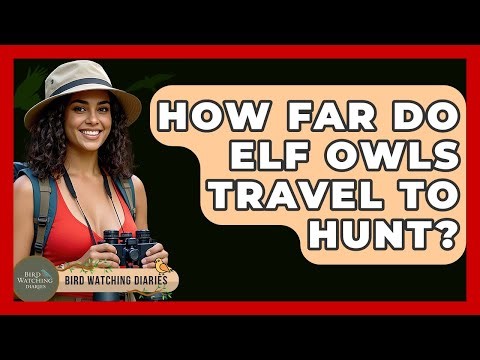 How Far Do Elf Owls Travel To Hunt? - Bird Watching Diaries
