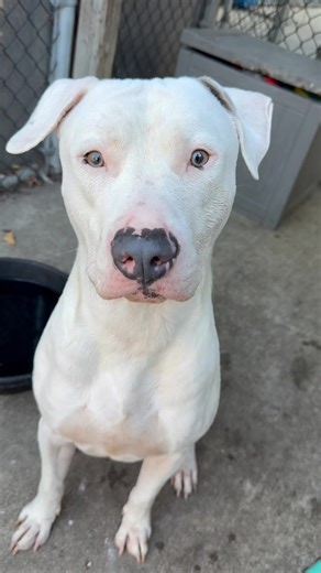 Jesper likes his water fresh and his snacks never ending. He’s a real nice boy. Jesper knows commands and has seriously calm energy when waiting for his rewards. He will wag his tail and wait for the conveyer belt of treats to start. Jesper figured out quickly the best way to get what he wants. So cute and smart! Came in as a stray on 9/1/25 and is available for rescue holds NOW, transferable on 9/4/25 at 7pm. Found near 10500 S. Calumet Ave, Chicago Jesper A300324 | Male | Age? Handling: https: