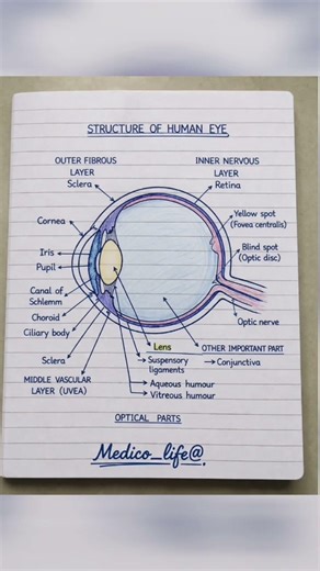 Structure of Human Eye Diagram | Easy Explanation for Students👁️